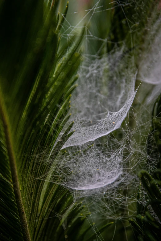 a close up of a leaf with spider webs on it, feathery fluff, made of silk paper, cloud forest, silver mist