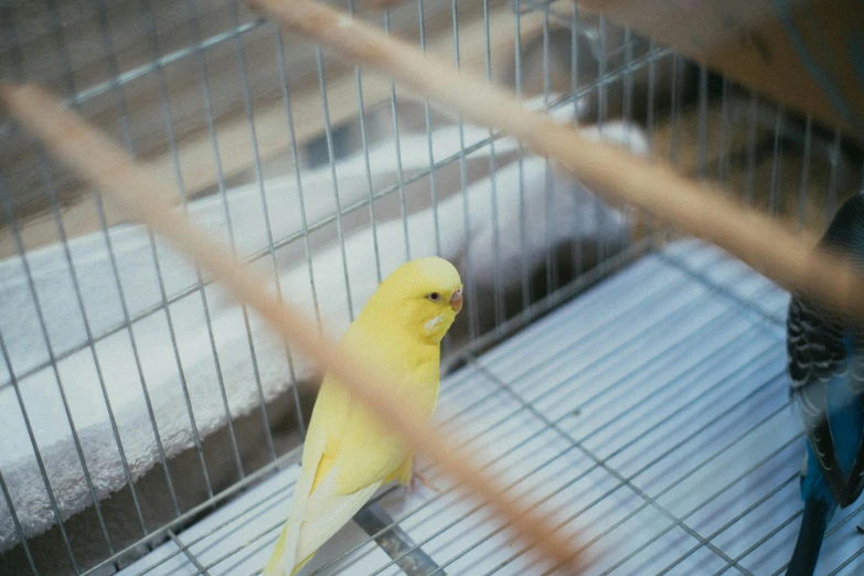 a yellow bird sitting in a cage next to another bird, inspired by Elsa Bleda, trending on pexels, hurufiyya, kodak portra film, 🐿🍸🍋
