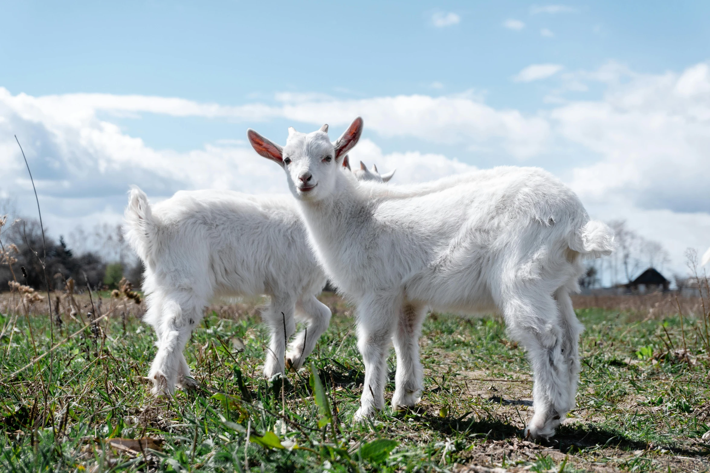 a couple of goats standing on top of a grass covered field, slide show, avatar image