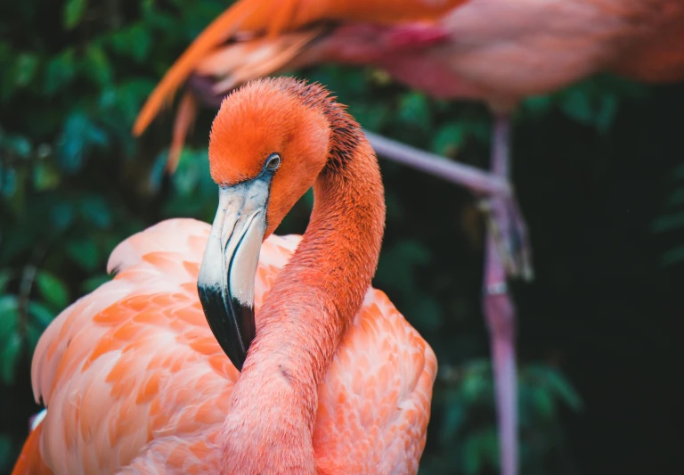 a couple of flamingos standing next to each other, pexels contest winner, renaissance, 🦩🪐🐞👩🏻🦳, pink and orange, tropical birds, closeup 4k