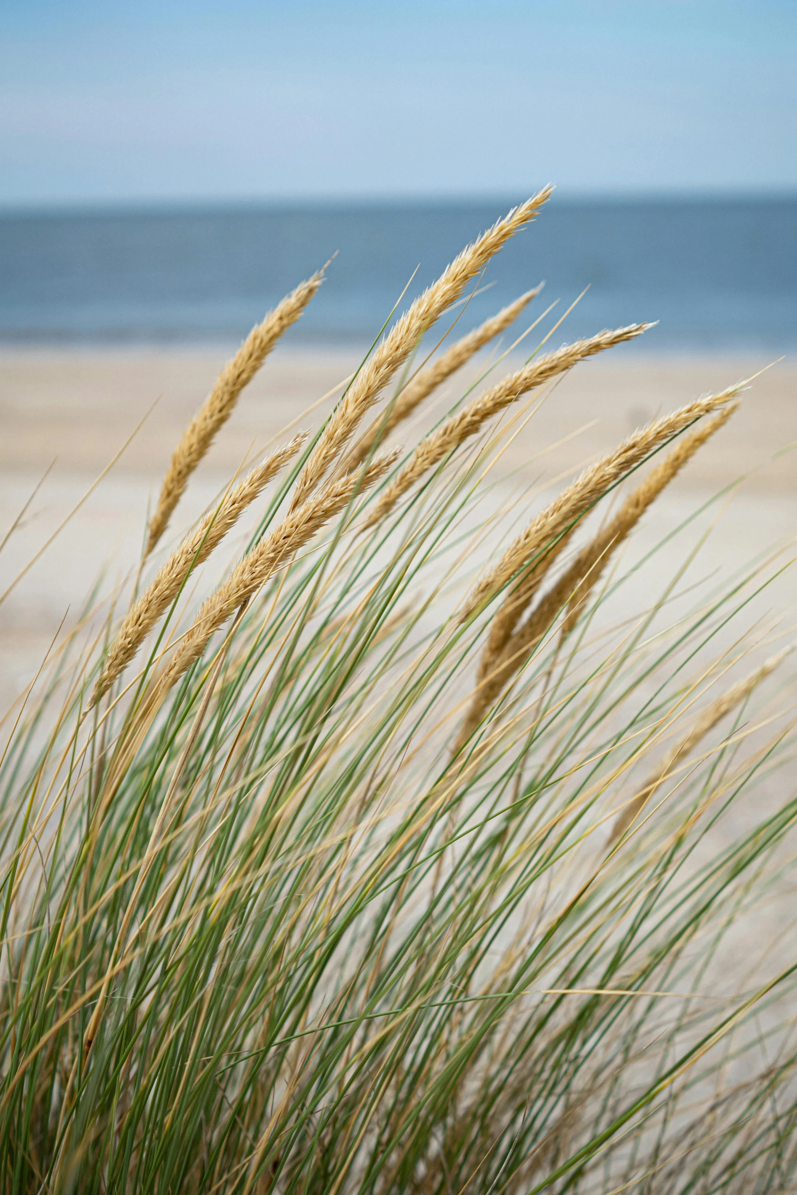 tall grass on the beach with the ocean in the background, by David Garner, unsplash, land art, northern france, decorations, golden hair blowing the wind, plain background