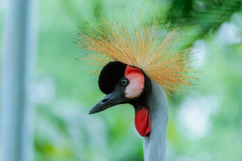 a close up of a bird with a red head, crowned, national geographic photography, multiple stories, crane