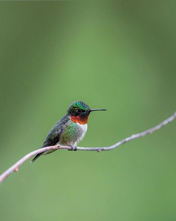 a small bird sitting on top of a tree branch, red and green, hummingbirds, slightly smirking, best photo