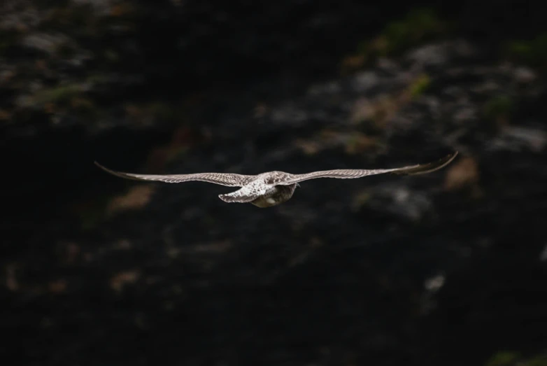 a bird that is flying in the air, a portrait, by Neil Blevins, pexels contest winner, hurufiyya, long arm, rocks flying, silver wings, stealthy