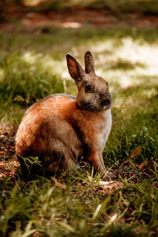 a rabbit that is sitting in the grass