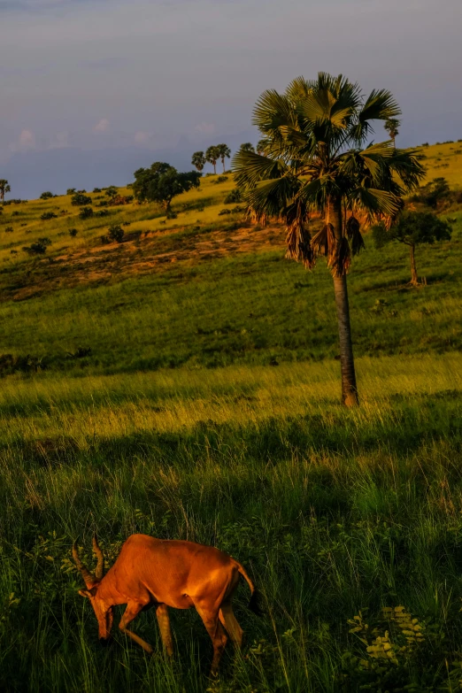 a brown cow standing on top of a lush green field, obunga, at twilight, taken in the early 2020s, digital image