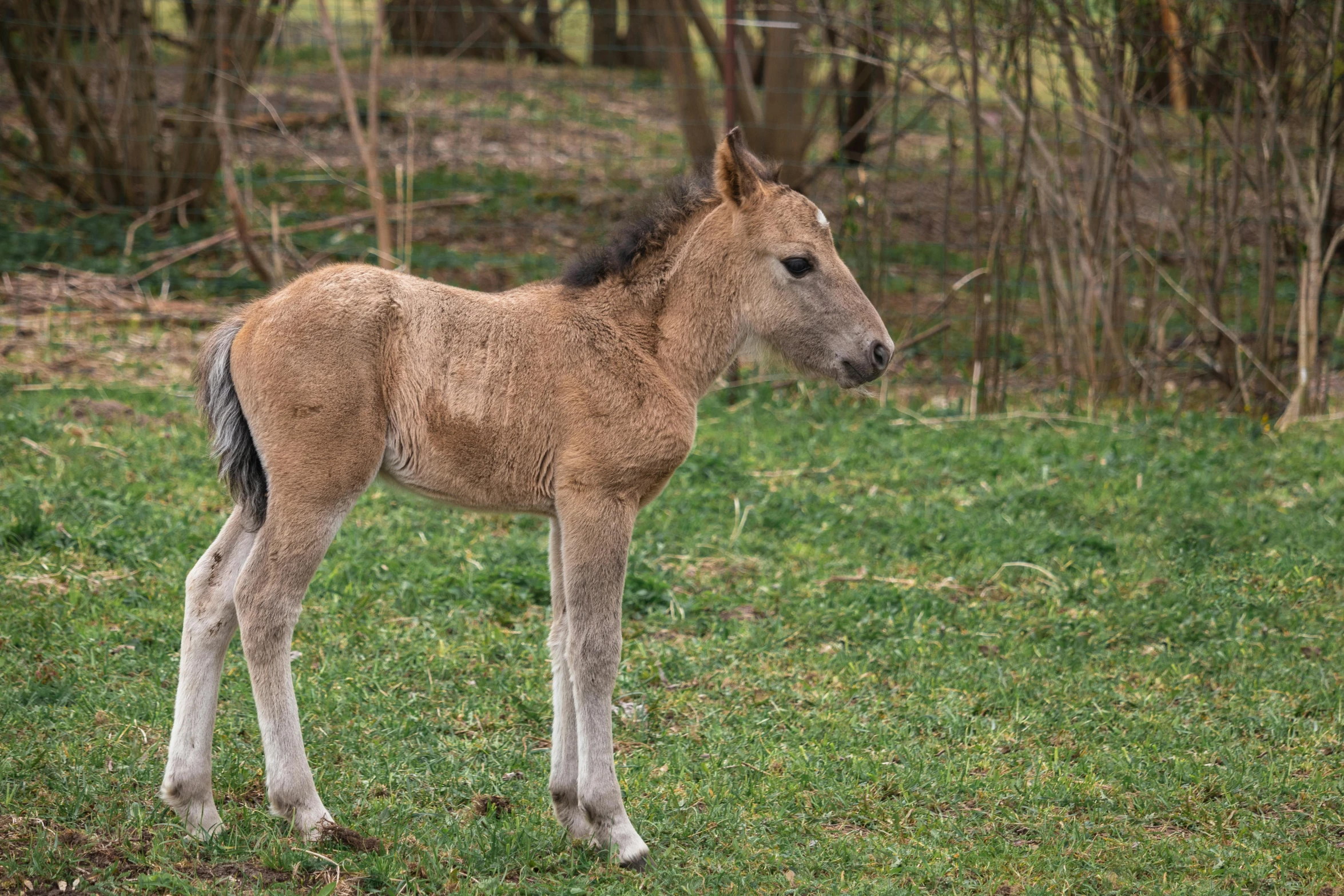 a baby horse standing on top of a lush green field, by Jan Tengnagel, hurufiyya, fur with mud, museum quality photo