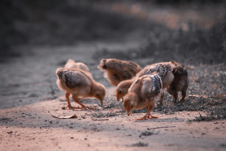 a group of chickens standing on top of a dirt field, in the evening, eating outside, unsplash photo contest winner, miniature animal