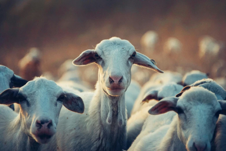 a herd of sheep standing next to each other, by Adam Marczyński, trending on unsplash, renaissance, andy milonakis as a goat, graceful face, alessio albi, islamic