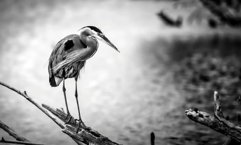 a black and white photo of a bird perched on a branch, heron, doing a hot majestic pose, fine art print, sittin