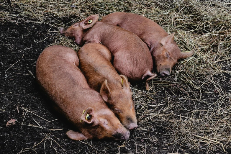 a group of baby pigs laying on top of a pile of hay, an album cover, unsplash, 10k, twins, 90s photo, premium quality