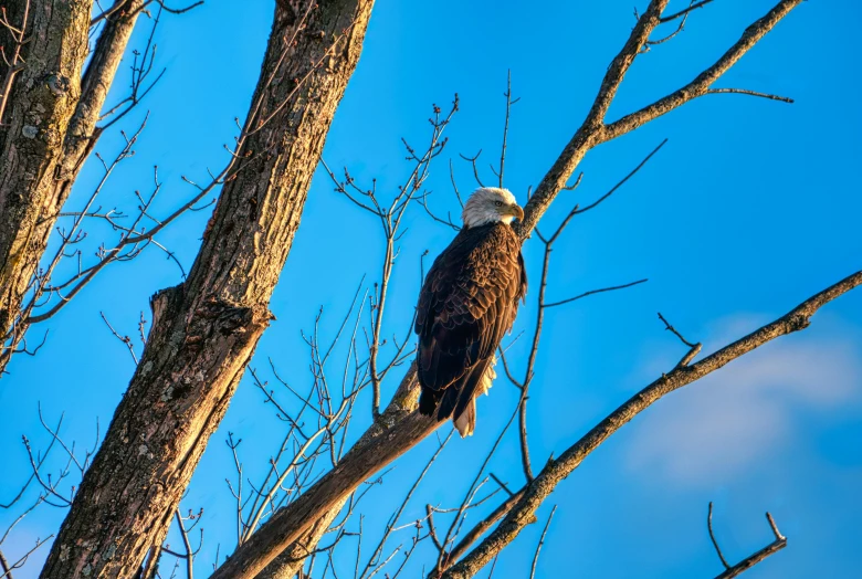 a bald eagle sitting on top of a tree, by Neil Blevins, pexels contest winner, full morning sun, blue, 🦩🪐🐞👩🏻🦳, slide show