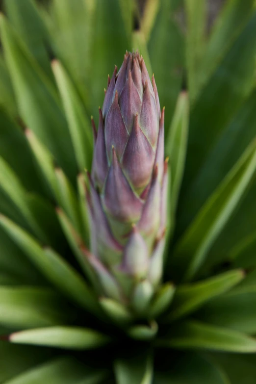 a close up of a plant with a flower bud, by Hubert van Ravesteyn, cone shaped, green and purple, spire, exterior
