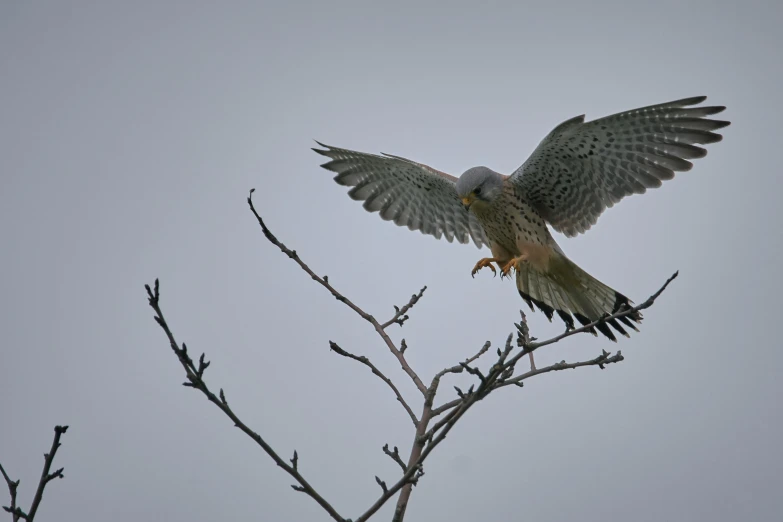 a bird that is sitting on top of a tree, by Peter Churcher, pexels contest winner, hurufiyya, wings spreading, grey, merlin, fresh from the printer