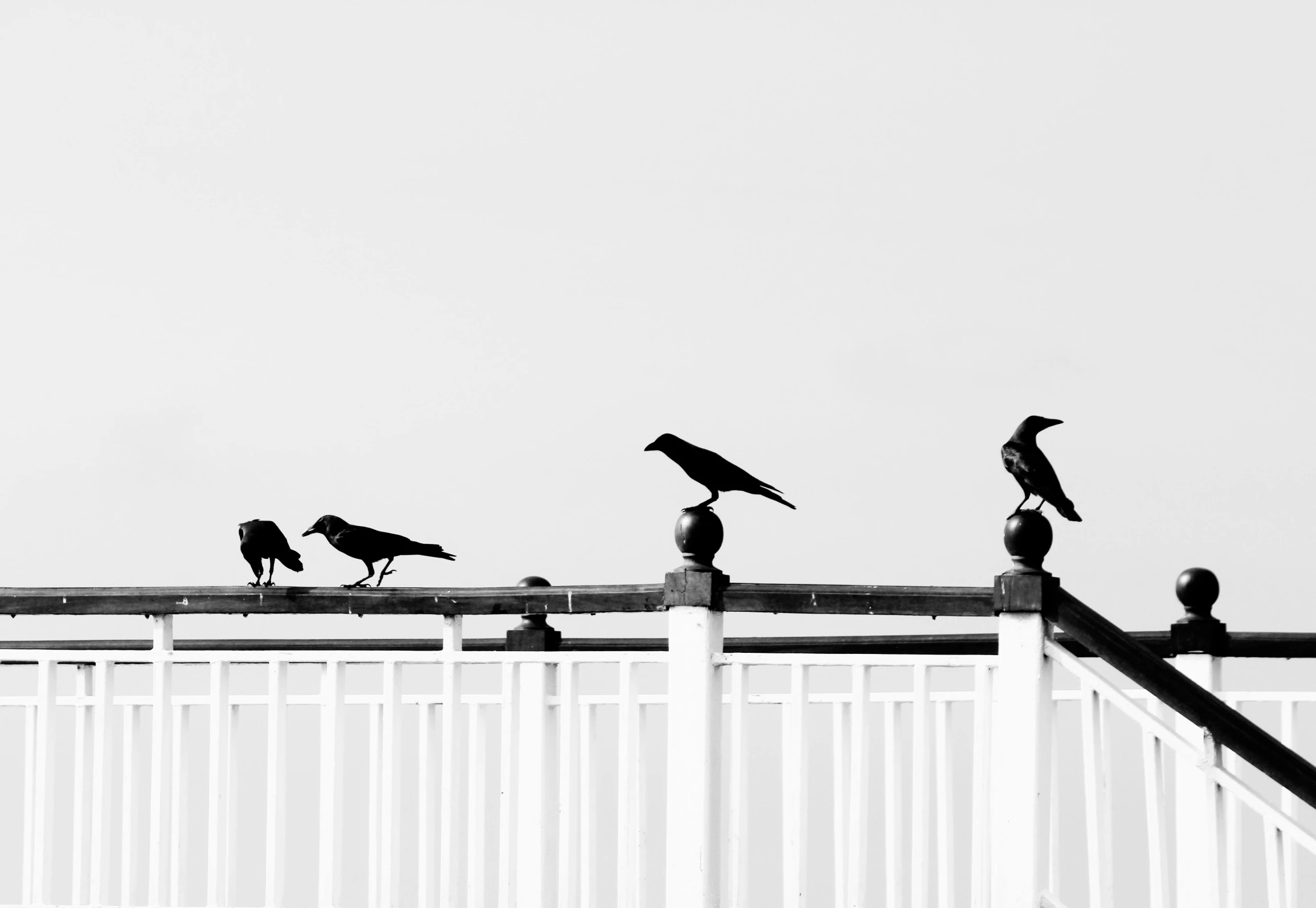 a group of birds sitting on top of a railing, a black and white photo, 🦩🪐🐞👩🏻🦳, minimalistic art, ravens, walk