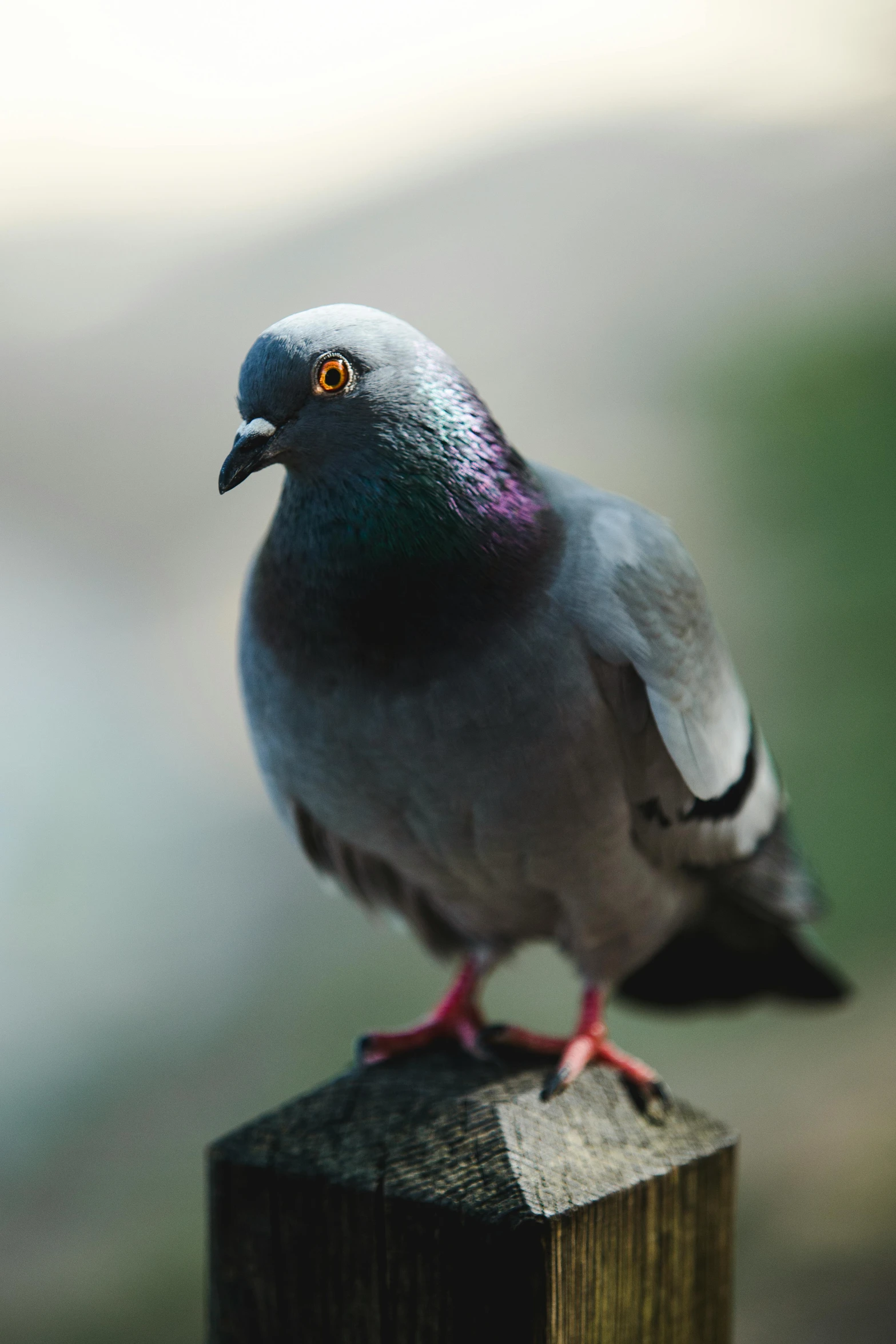 a pigeon sitting on top of a wooden post, facing the camera, multicoloured, with a pointed chin, up-close