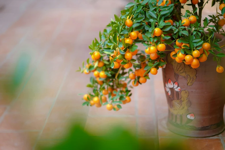 a close up of a potted plant with oranges, by Gwen Barnard, unsplash, wearing gilded ribes, chinese lanterns, shrubs, glossy surface