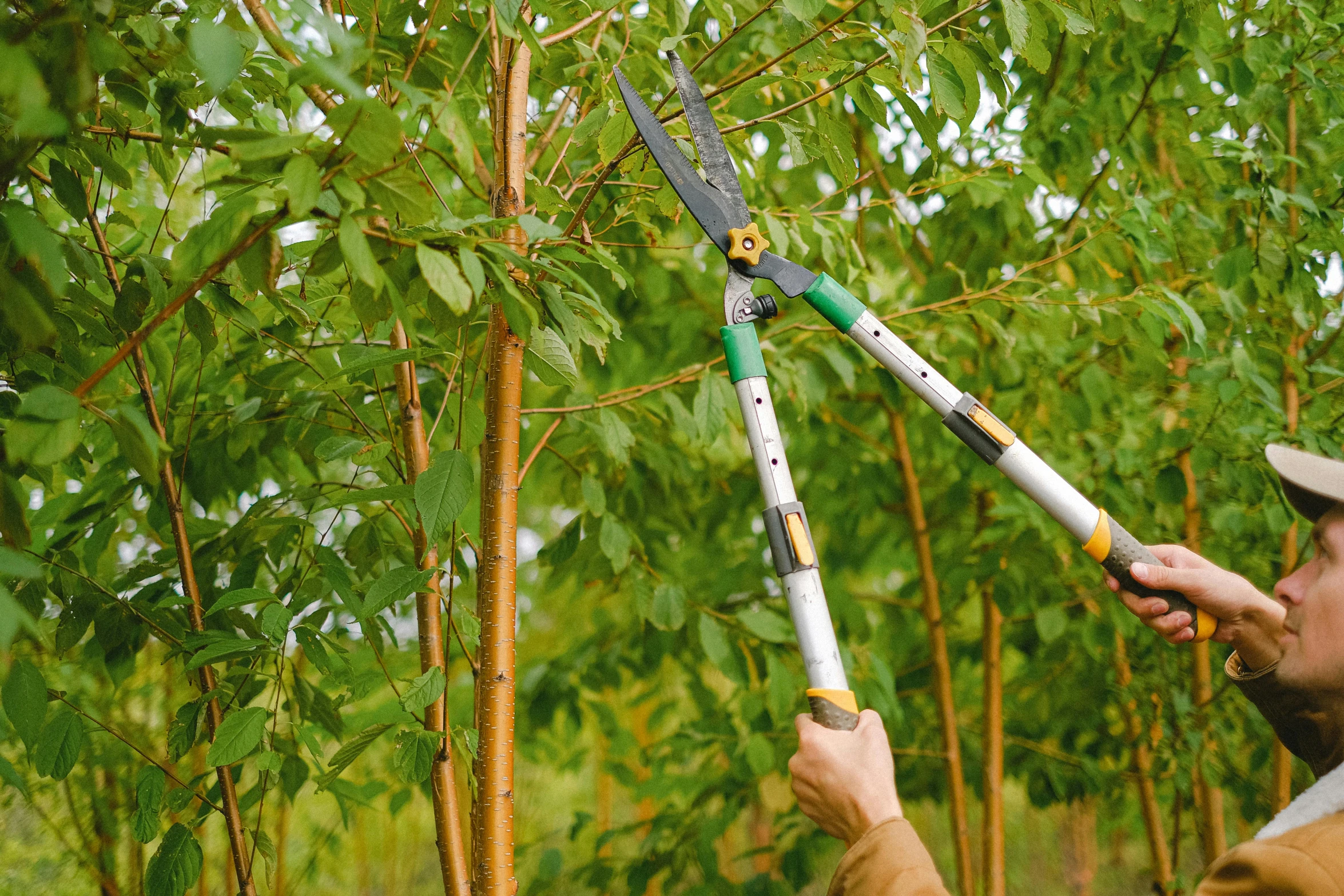 a man is trimming a tree with a pair of scissors, by Thomas Tudor, shutterstock, hurufiyya, willow trees, holding a crowbar, 🦩🪐🐞👩🏻🦳, with a long