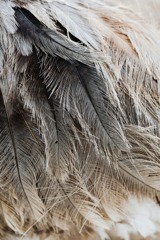 a close up of the feathers of an ostrich, a macro photograph, trending on pexels, full of silver layers, light brown fur, a cosmic canada goose, taken in the late 2010s