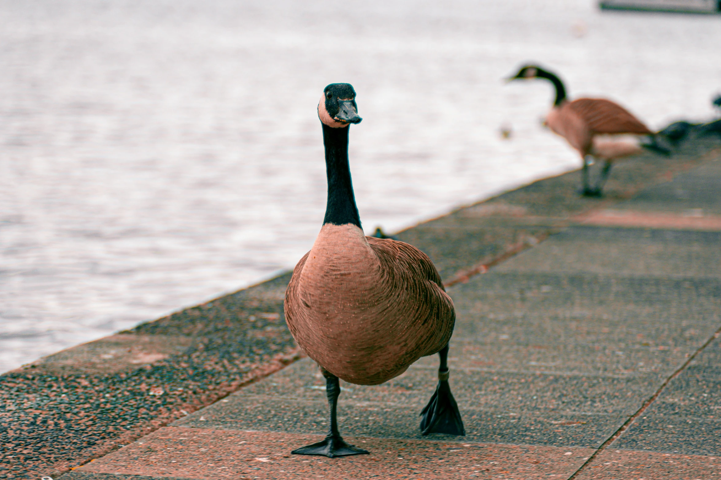 a goose standing on a sidewalk next to a body of water, pexels contest winner, male and female, digitally enhanced, 🦩🪐🐞👩🏻🦳, shot on 85mm