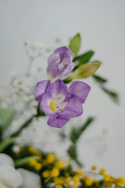 a close up of a purple flower in a vase, small crown, side front view, subtle detailing, seasonal