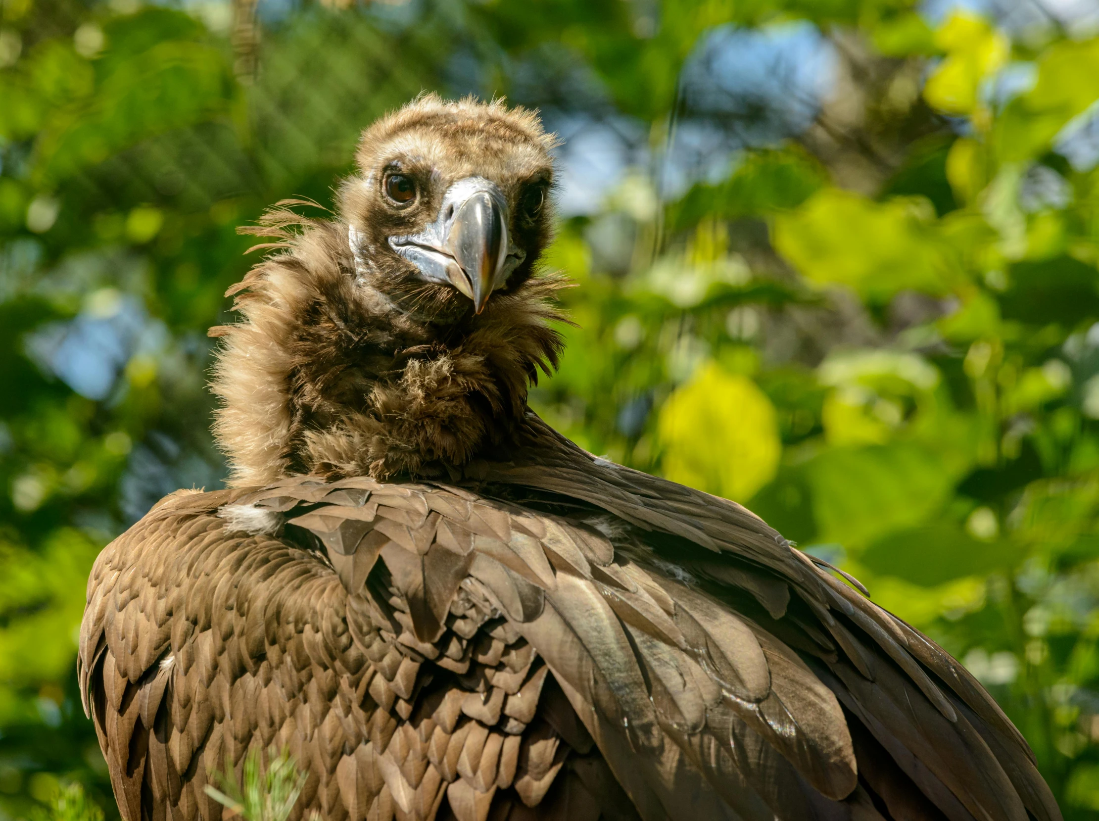 a large bird sitting on top of a lush green forest, a portrait, pexels contest winner, hurufiyya, vultures, hatched pointed ears, 2 years old, brown