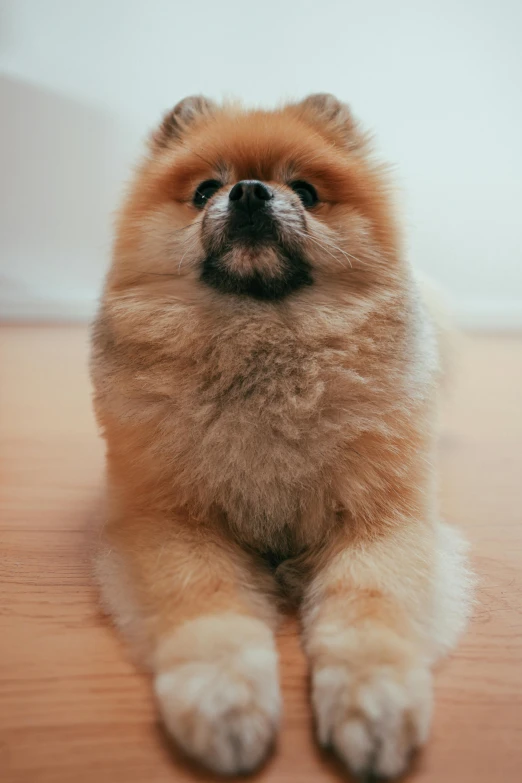 a small brown dog sitting on top of a wooden floor, pexels contest winner, renaissance, fluffy orange skin, perfect symmetrical image, fogy, he is a long boi ”