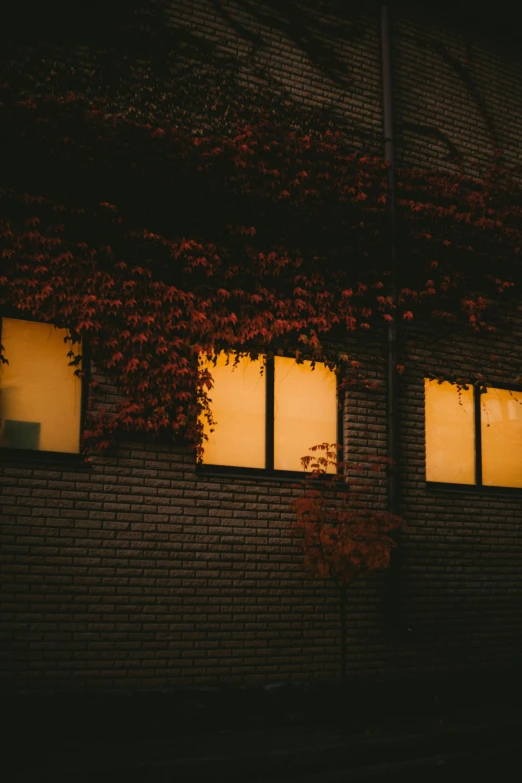 a fire hydrant sitting in front of a brick building, a picture, inspired by Elsa Bleda, modernism, sunset with falling leaves, large windows, the yellow creeper, nighttime photography