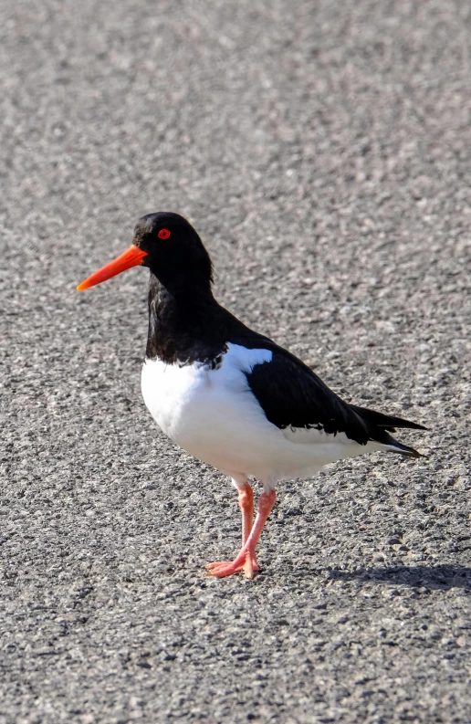 a black and white bird with an orange beak, standing bravely on the road, large red eyes!!!, uncropped, walk