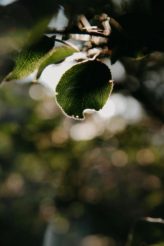 a close up of a leaf on a tree, a picture, by Niko Henrichon, unsplash, in a gentle green dawn light, manuka, high quality photo, front lit