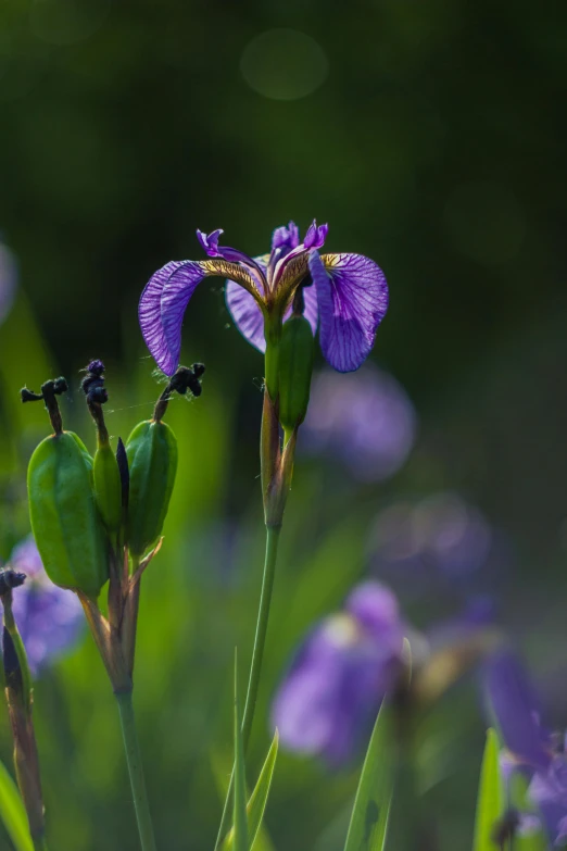 a group of purple flowers sitting on top of a lush green field, a portrait, by David Simpson, unsplash, red - iris, botanical photo, paul barson, close - up photograph