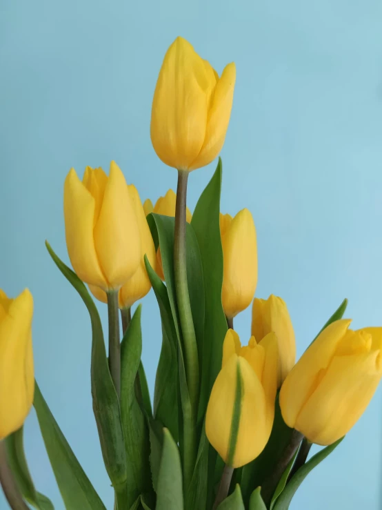 a vase filled with yellow flowers on top of a table, tulip, product display photograph, 4 0 0 mm, up-close