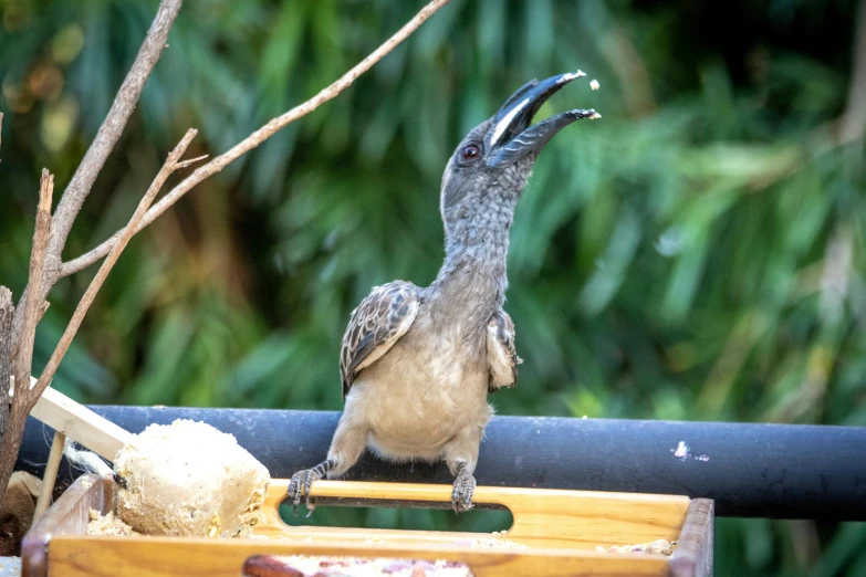 a bird sitting on top of a bird feeder, spit flying from mouth, zoo, family friendly, grey