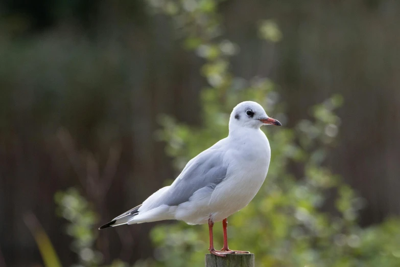 a white bird standing on top of a wooden post, a portrait, by Paul Bird, grey, outdoor photo, lightweight, thick neck