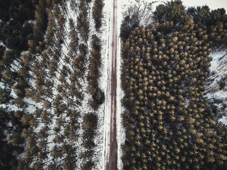 an aerial view of a road surrounded by trees, by Emma Andijewska, unsplash contest winner, snow on trees and ground, split in half, drone photograpghy, left right symmetry