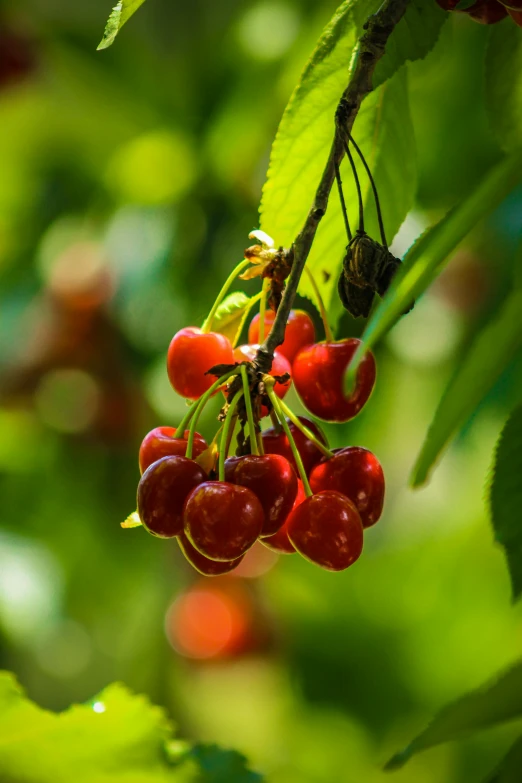 a bunch of cherries hanging from a tree, profile image, lush surroundings, vibrant glow, subtle detailing