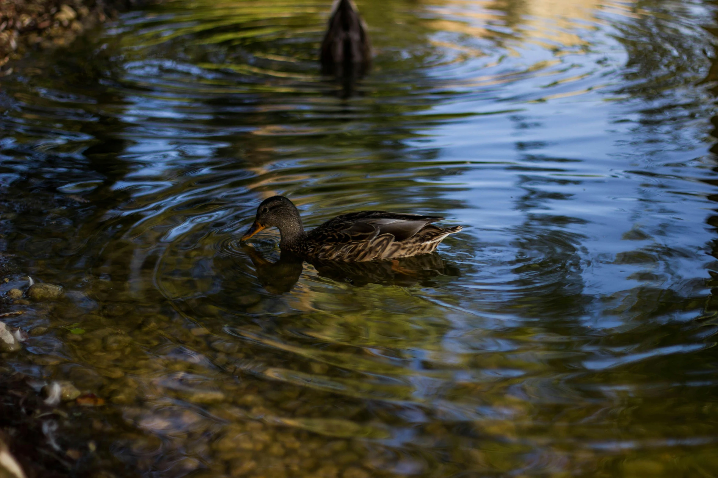 a duck that is swimming in some water, a picture, by Jacob Duck, unsplash, hurufiyya, dappled, shot on sony a 7, landscape photo, amanda lilleston