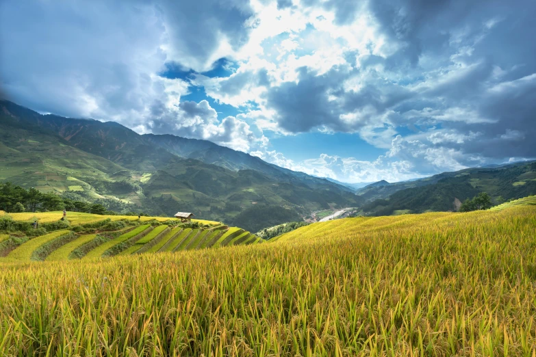 a rice field with mountains in the background, by Daren Bader, trending on unsplash, renaissance, vietnam, avatar image, glorious light, vast lush valley flowers