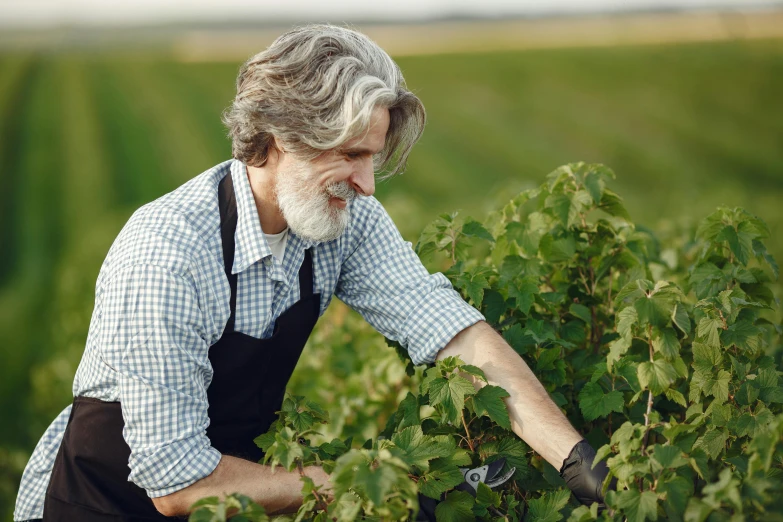 a man that is standing in the grass, inspired by Gordon Browne, shutterstock, romanticism, vineyard, overalls and a white beard, gray, gardening