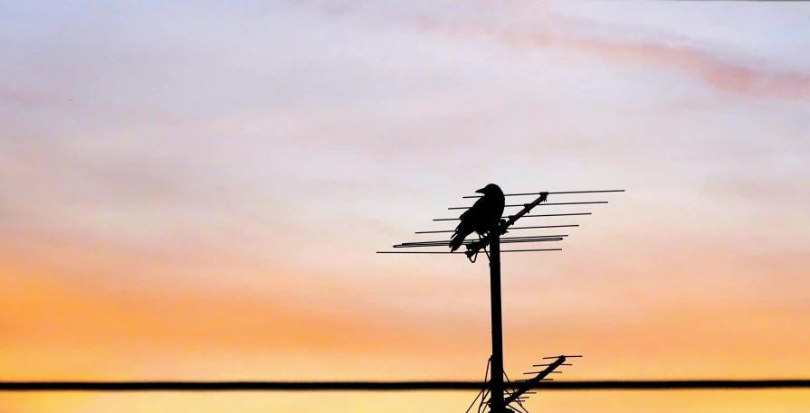 a bird sitting on top of a tv antenna, by Carey Morris, pexels contest winner, early dawn, crow, ::, instagram post