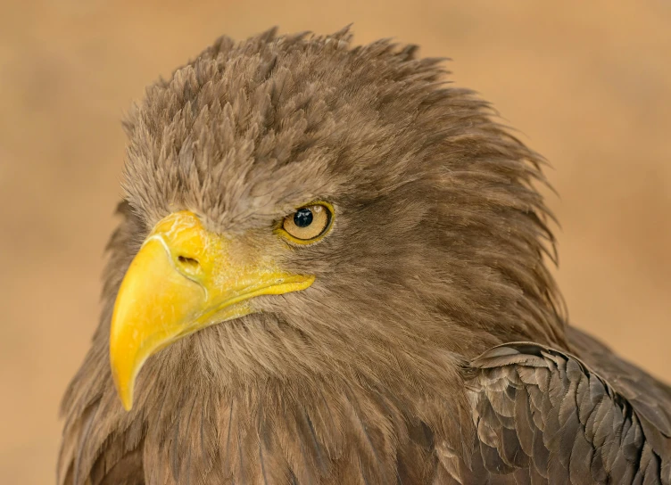 a close up of a bird of prey, a portrait, by Jan Tengnagel, pexels contest winner, hurufiyya, yellow beak, portrait of rugged zeus, young female, an afghan male type