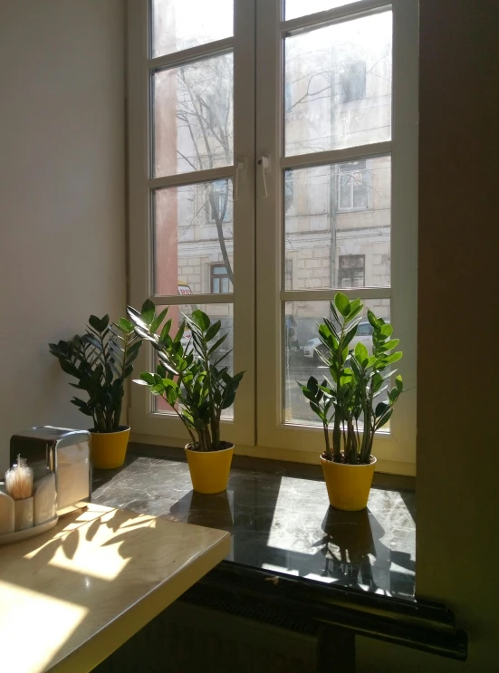 two potted plants sit on a table in front of a window, inspired by Max Švabinský, in empty!!!! legnica, view from inside, brightly lit!, yellow and green scheme