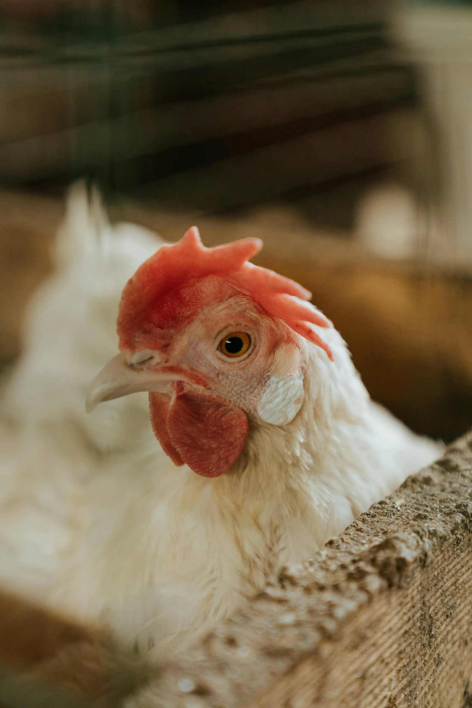 a close up of a chicken in a cage, by Andries Stock, trending on pexels, inside a farm barn, white neck visible, paul barson, wide neck