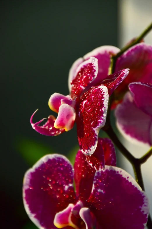 a close up of a flower with water droplets on it, holding a red orchid, soft purple glow, glazed, tall