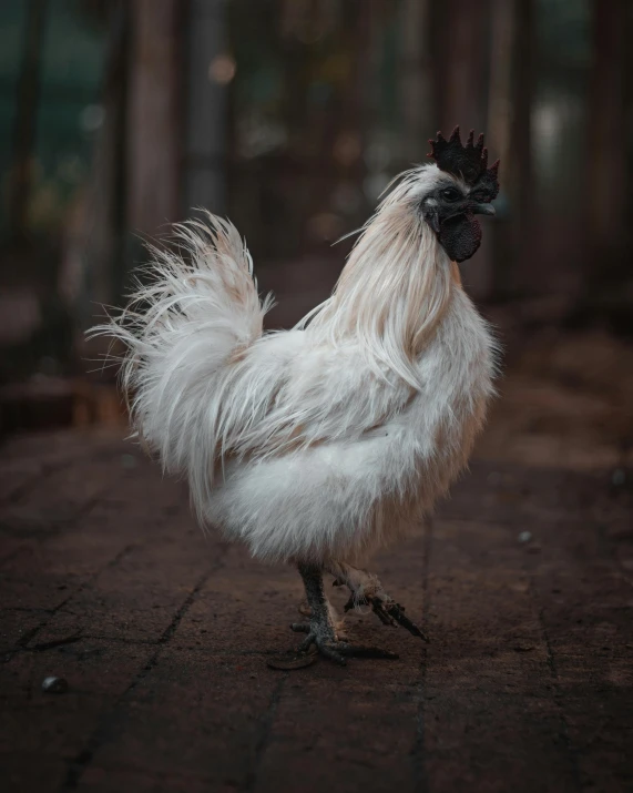 a white chicken standing on a brick walkway, by Jan Tengnagel, unsplash contest winner, poofy manes of fur, indonesia, regal pose, male emaciated