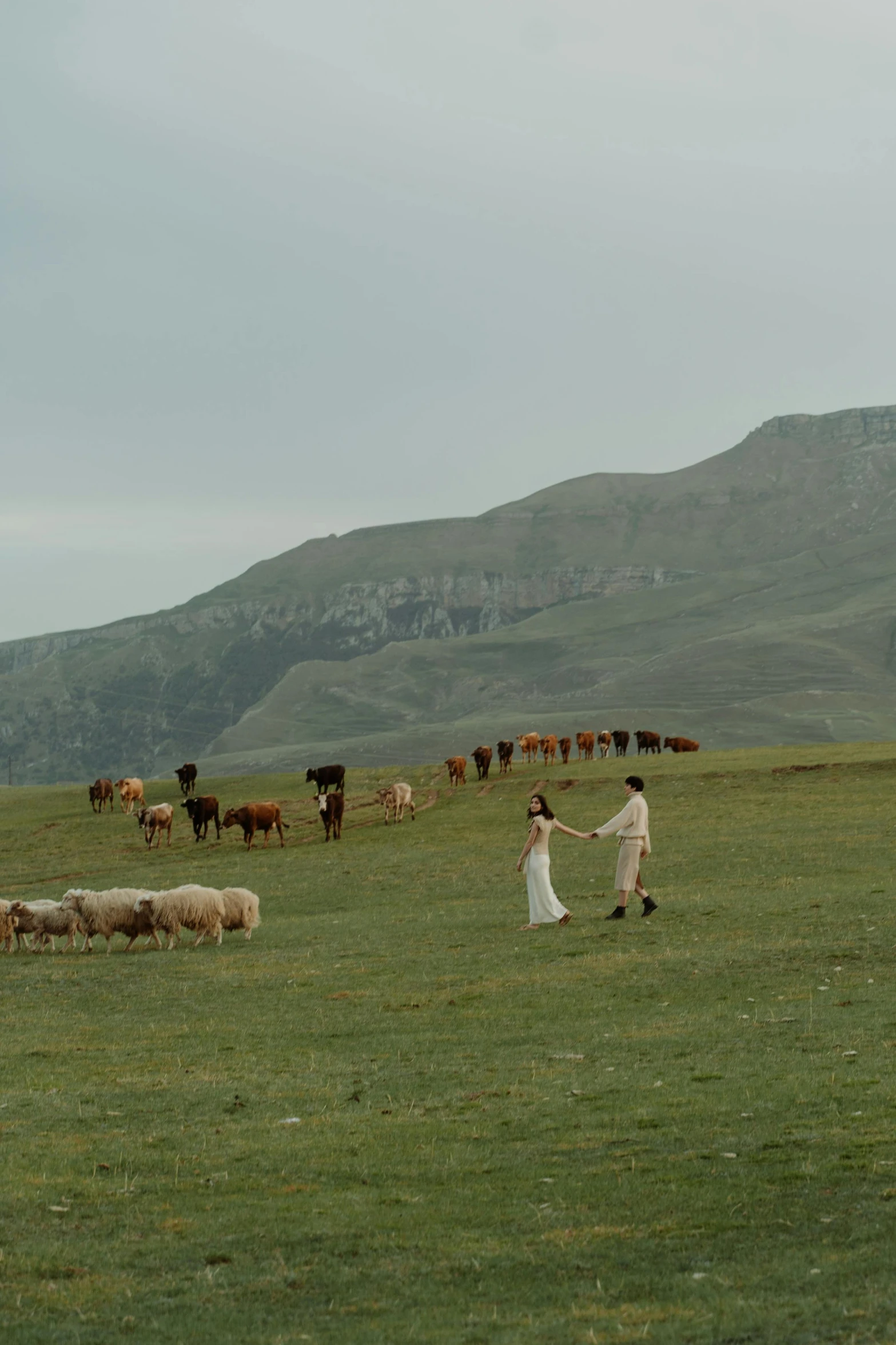 a herd of cattle standing on top of a lush green field, by Muggur, couple walking hand in hand, wedding, ayanamikodon and irakli nadar, 8 k movie still