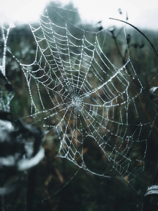 a spider web in the middle of a field, an album cover, by Adam Szentpétery, unsplash contest winner, naturalism, cold as ice! 🧊, rain aesthetic, profile image, ☁🌪🌙👩🏾