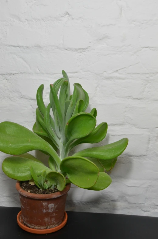 a close up of a potted plant on a table, by Jessie Algie, tail slightly wavy, protophyta, side front view, high angle