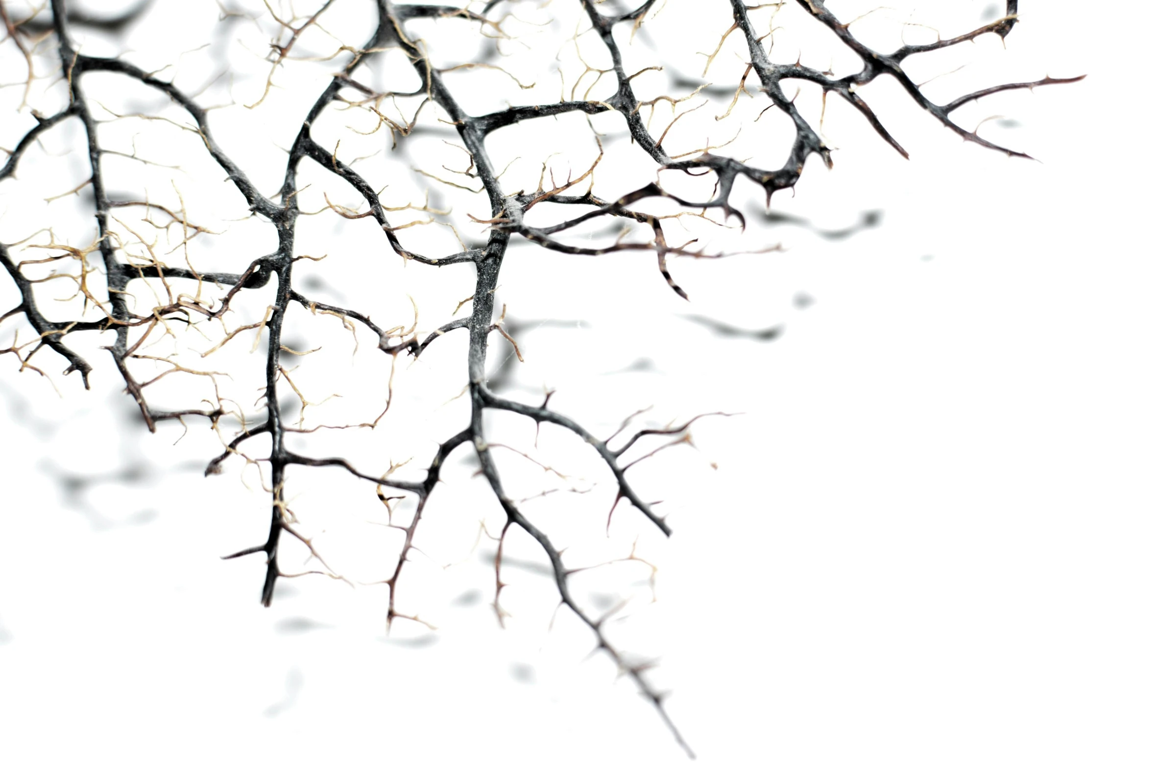 a bird sitting on top of a tree branch, an album cover, by Anna Füssli, generative art, skin detail, winter photograph, clear detailed view, black tendrils