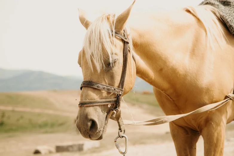 a brown horse standing on top of a dirt field, by Emma Andijewska, trending on pexels, renaissance, blonde cream, closeup - view, today\'s featured photograph 4k, silver，ivory